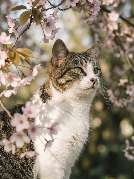 Юный котик Марсик в добрый руки