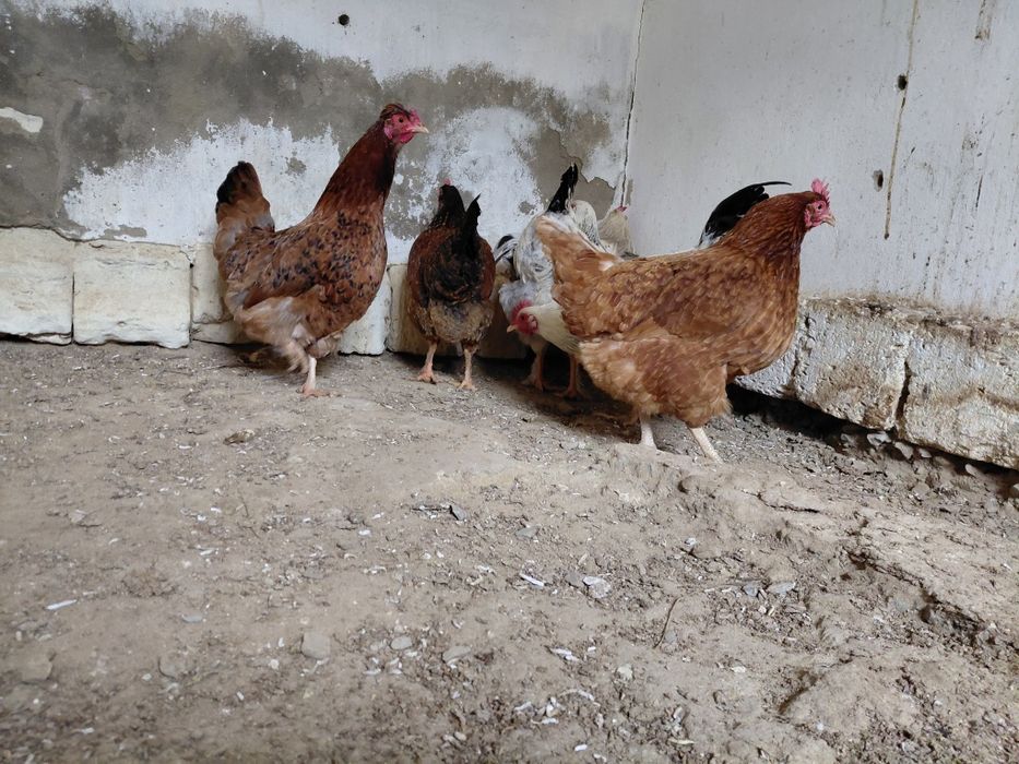 Тауыктар сатылады