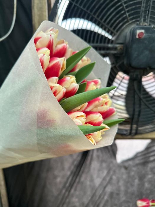 Тюльпан оптом Белоруссия