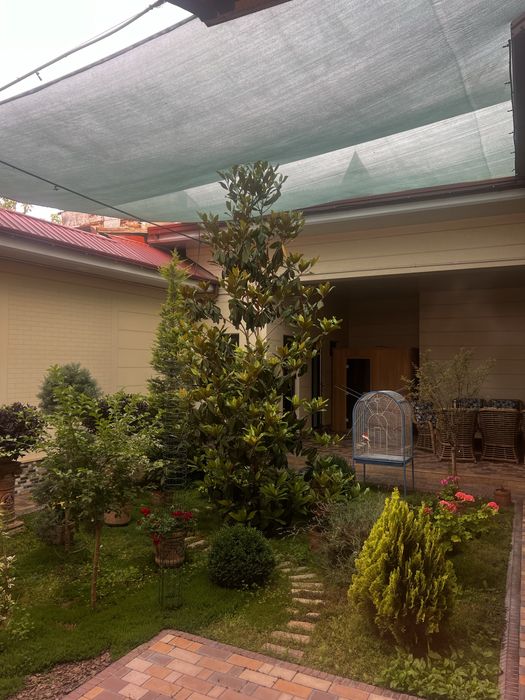 Магнолия сими летная для вашего сада