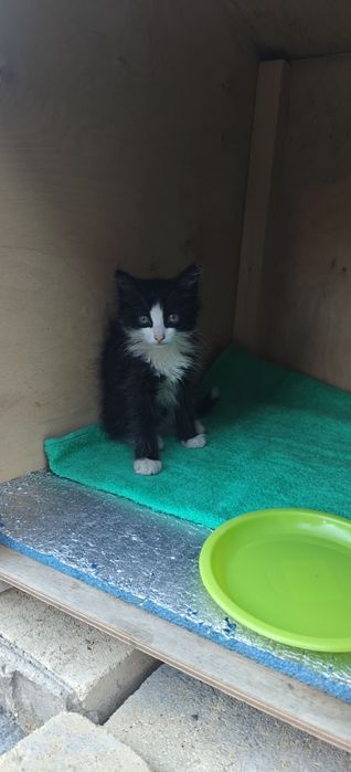 Котят отдам в добрые руки