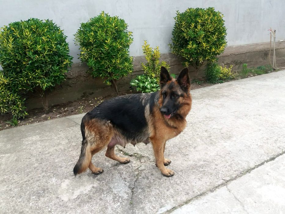 Vand femela ciobanesc german