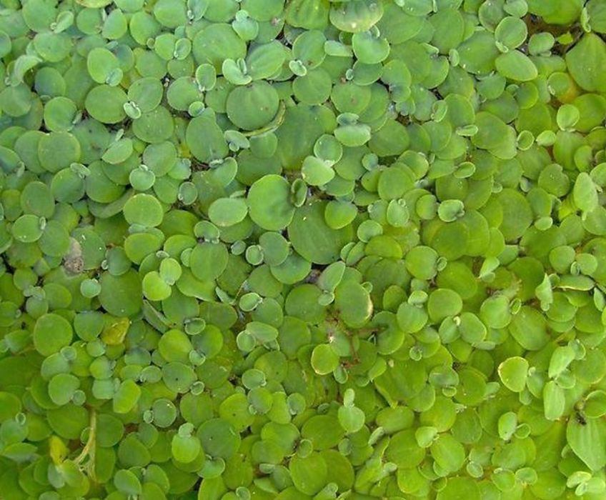 Аквариумные растения " Пистия"