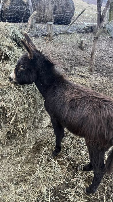 Pui de magar de vanzare