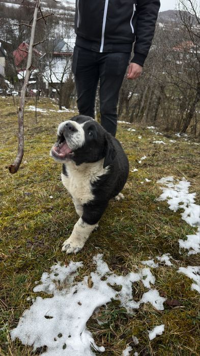 Ciobanesc de Asia centrala