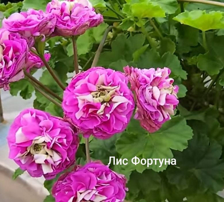 Укорененные пеларгонии