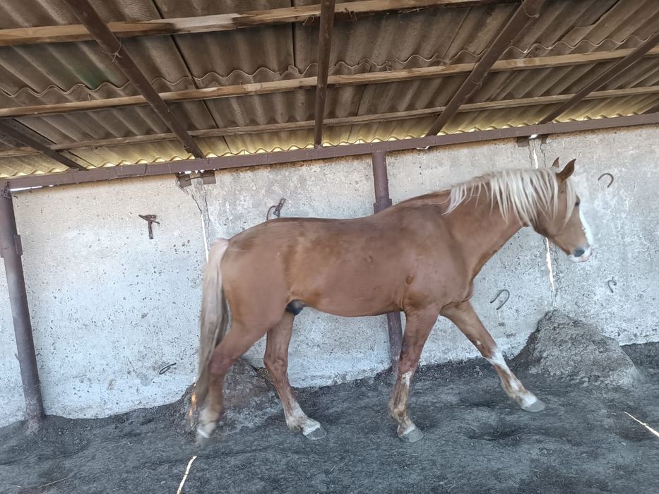 Продается жеребец БАРОН  5 лет