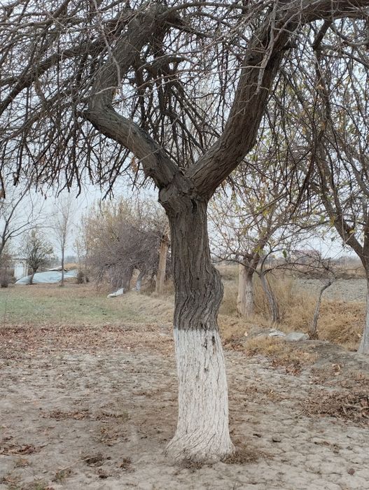 Дарахт Урик телл килинглар
