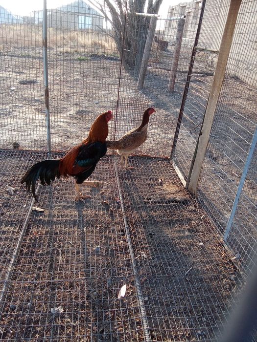 Дакан қораз сатыладыыы