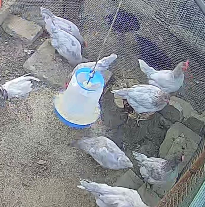 Легхорн и Лавандула , Ломан Браун , Араукана, Австралоп! -гр.Плевен