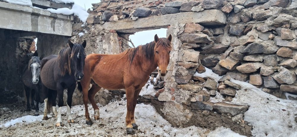 Айғыр 6 жасар только обмен