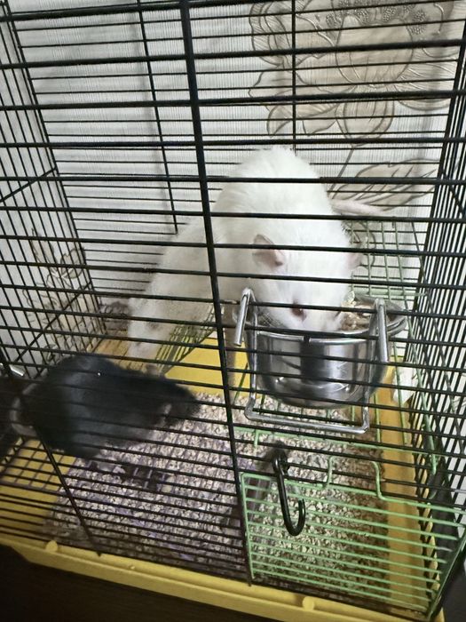 Крыски Дамбо девочки