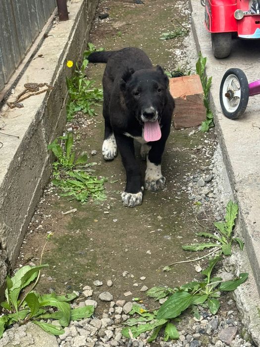 Продам  девочку алабай