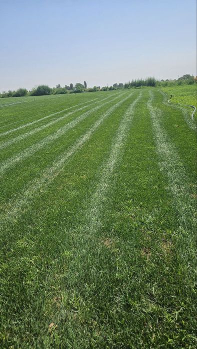 Gazon optom | tayyor gazon | рулонные газоны оптом