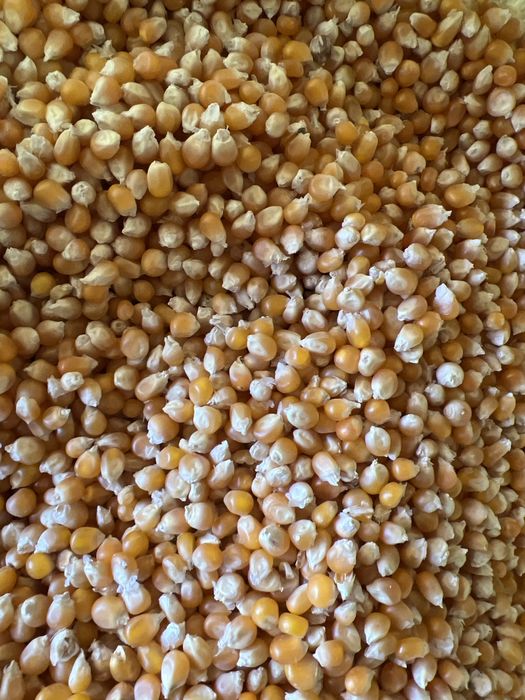 Американский поп корн