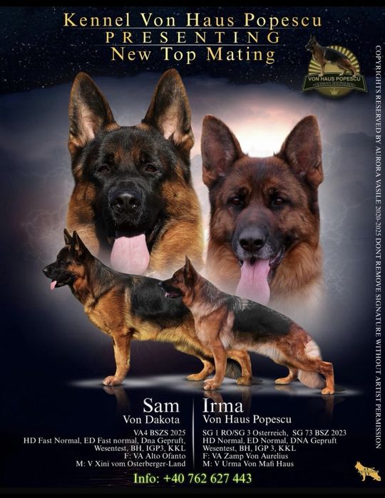 Femeluta Ciobanesc German de top cu arbitraj