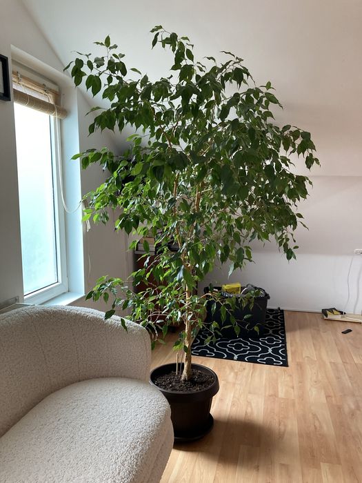Ficus benjamina 2 metri +