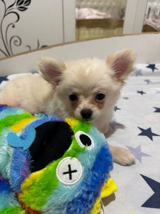 Чихуахуа девочка