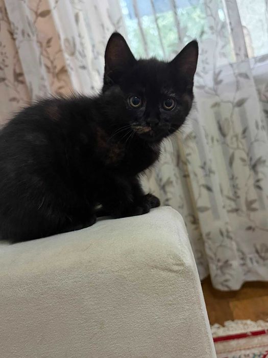 Отдам красивого котенка