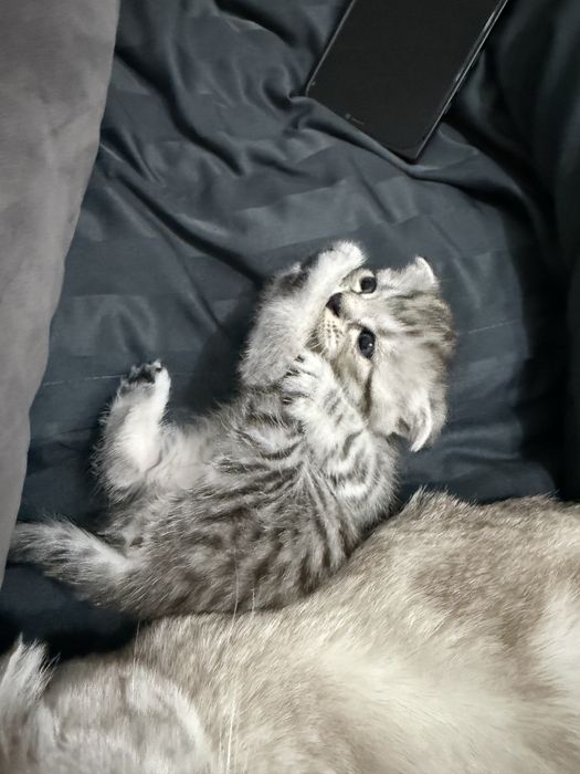 Продаются шотландские котята