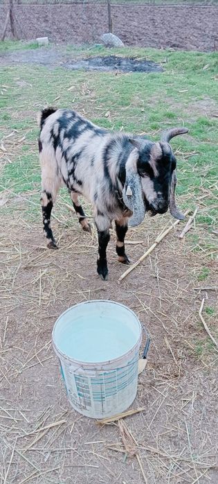 Tapisori anglonubian