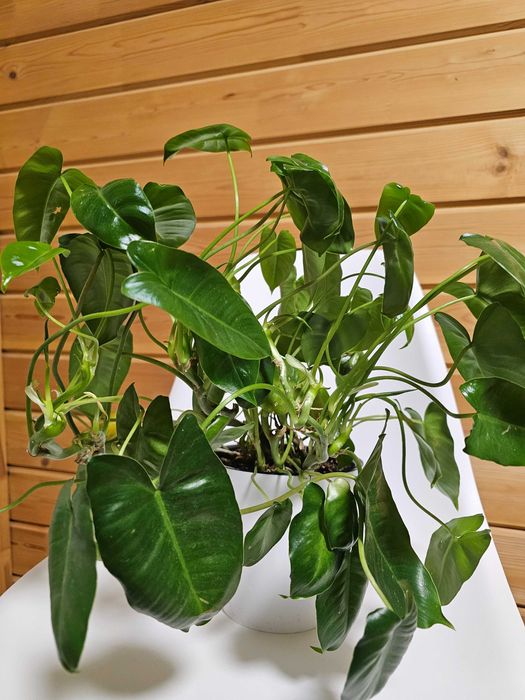 Комнатные цветы недорого