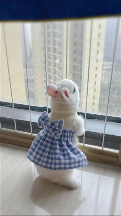 O‘yinchoq unutiladi, quyon unutilmaydi