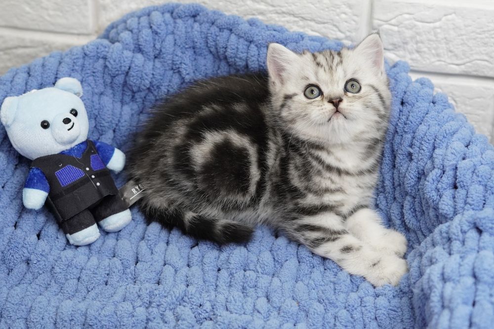 Шотландские котятки