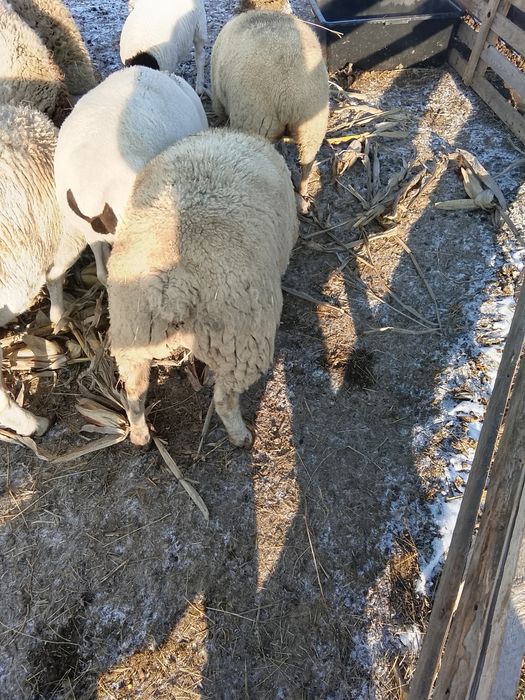 Vând berbec rasă Texel