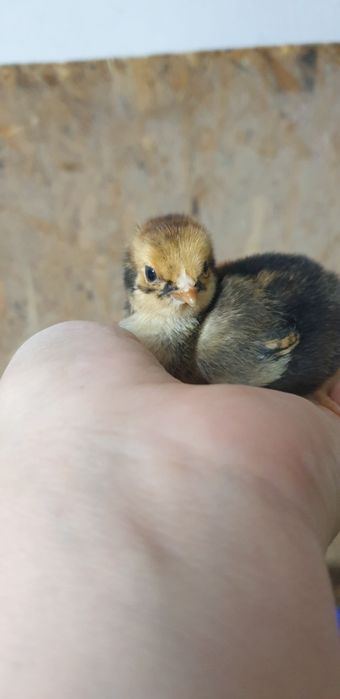 Виандот  чёрное золото