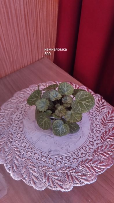 Предлагаю цветы комнатные.