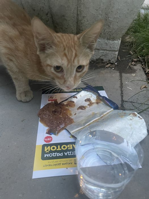 Рыжый котенок ищет дом