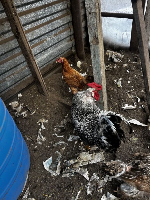 Продам петушка 1,5 года