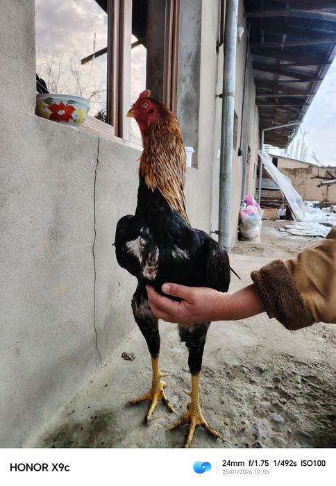 Дакан хороз сотилади