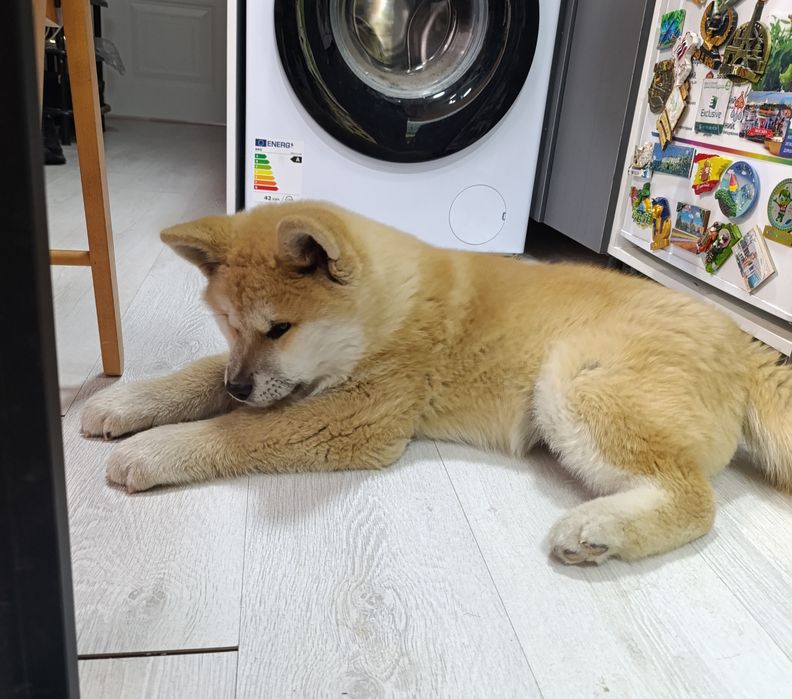 Щенок Акита ину 2 месяца