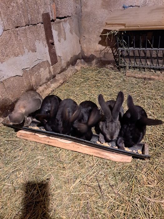 Vand iepuri urias german