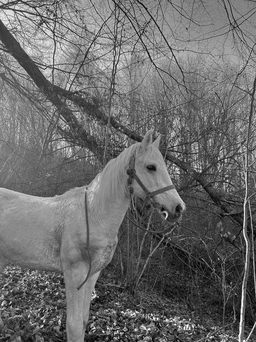 De vânzare un căluț sur