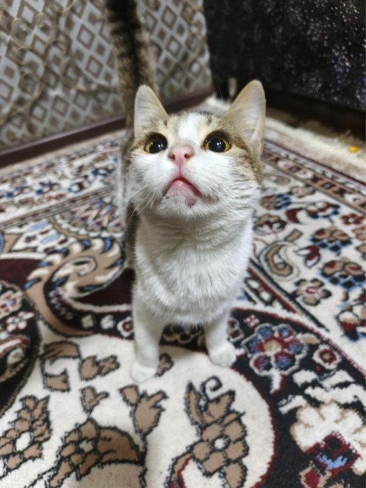 Отдаю даром котёнок текинга мушук боласи