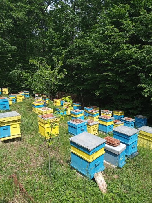 Кошери система Дадан Блат