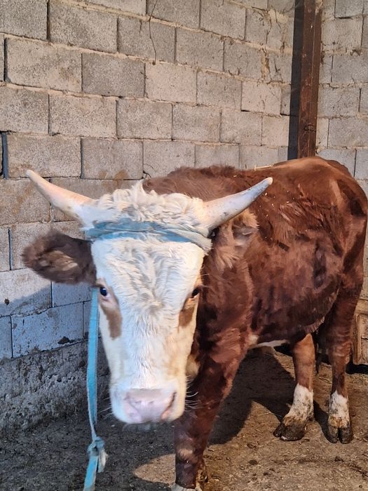 БҰҚА іРі  -  БЫК