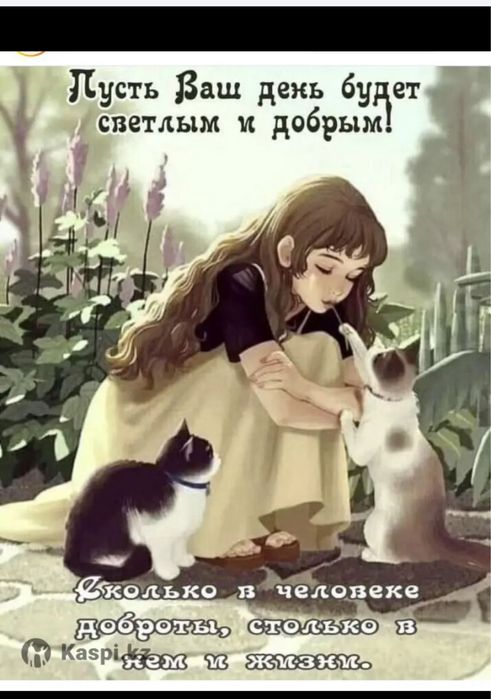Передержка кошек