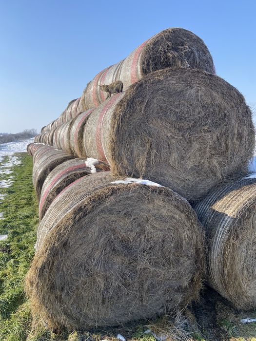 Baloti 160 Fan  250 lei