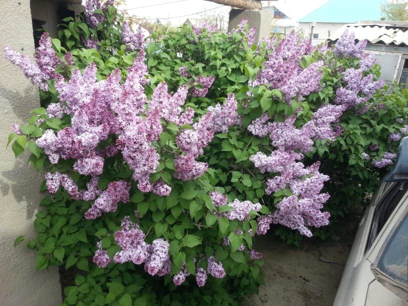 Сирень садовая свежая