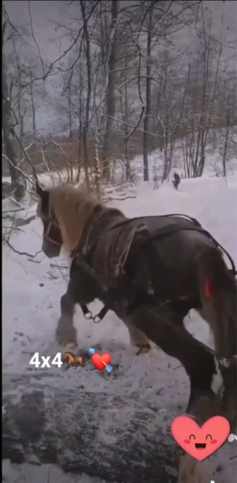 Cal garantat de vânzare