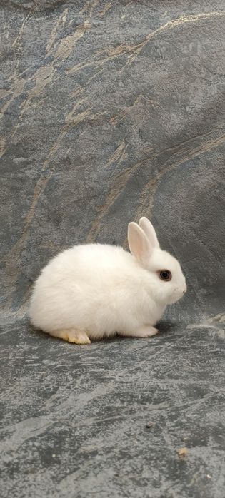 Дикаративный карликовый кролики