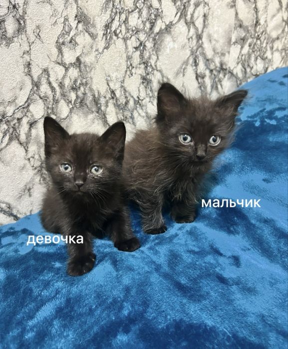 Очаровательные котята ждут хозяина