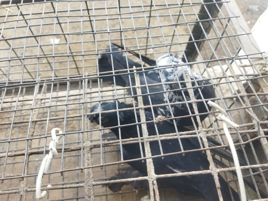 Продажа парочка двухчубый