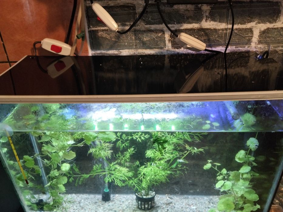 Acvariu de 35 litri cu plante și pești