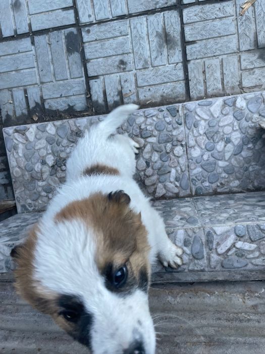 Отдам в добрые руки