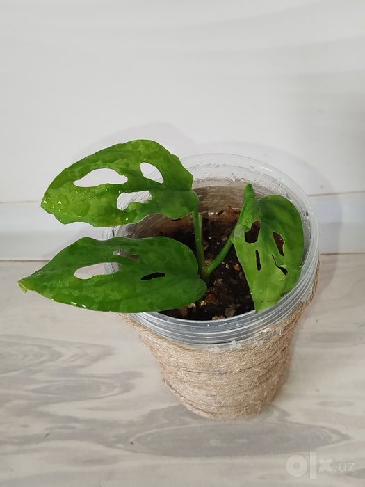 Monstera monkey monstera
